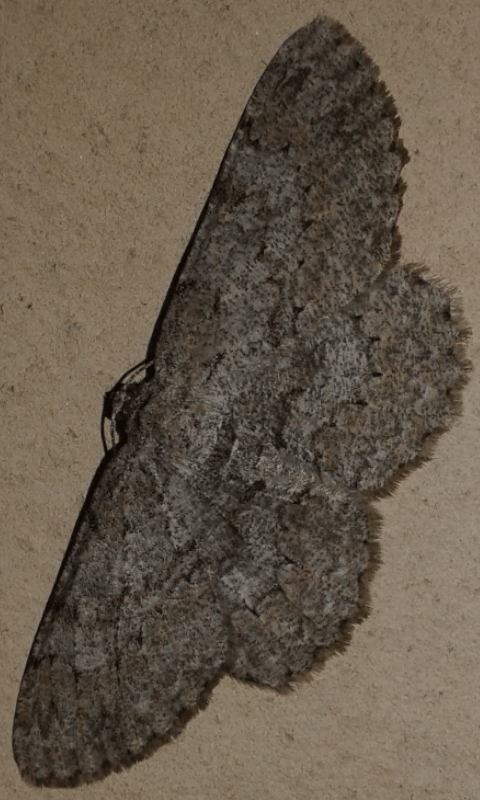 Hypomecis sp. (Geometridae)?  S, Hypomecis punctinalis